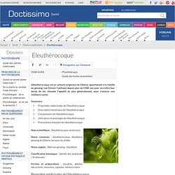 Eleuthérocoque (Eleuthérocoque senticosus) : propriétés, bienfaits de cette plante en phytothérapie