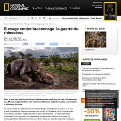 Élevage contre braconnage, la guerre du rhinocéros