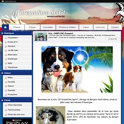 Elevage of Dreamtime Spirit - eleveur de chiens Berger Australien