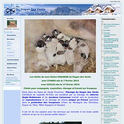Elevage du Hogan des Vents - Eleveur de chiens Chien de Montagne des Pyrénées