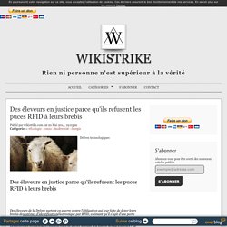 WIKISTRIKE 20/05/14 Des éleveurs en justice parce qu'ils refusent les puces RFID à leurs brebis