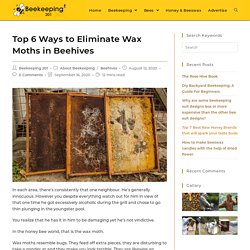 Top 6 Ways to Eliminate Wax Moths in Beehives - Beekeeping201