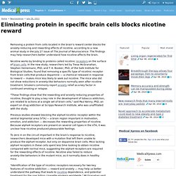 Eliminating protein in specific brain cells blocks nicotine reward