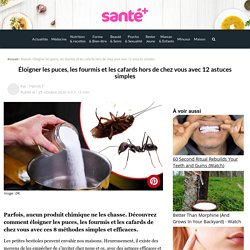 Éloigner les puces, les fourmis et les cafards hors de chez vous avec 12 astuces simples