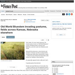 Old World Bluestem invading pastures, fields across Kansas, Nebraska elsewhere