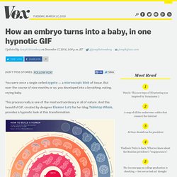 How an embryo turns into a baby, in one hypnotic GIF