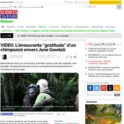 VIDEO. L'émouvante gratitude d'un chimpanzé envers Jane Goodall
