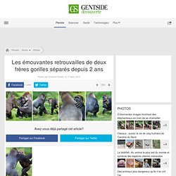 Les émouvantes retrouvailles de deux frères gorilles séparés depuis 2 ans