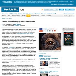 Chimps show empathy by mimicking pupil size - life - 22 August 2014