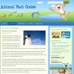 Emperor Penguin Facts for Kids