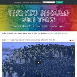 Emperor Penguins keep warm in an ever-shifting huddle