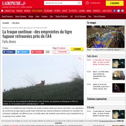La traque continue : des empreintes du tigre fugueur retrouvées près de l'A4 - 14/11/2014 - ladepeche.fr