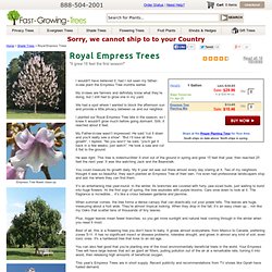 Royal Empress Tree