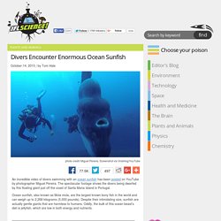 Divers Encounter Enormous Ocean Sunfish
