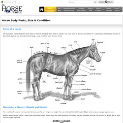 Horse Body Parts, Size & Condition