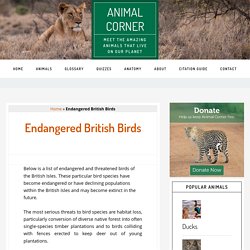 Endangered Birds at Animal Corner