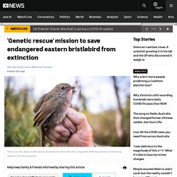 'Genetic rescue' mission to save endangered eastern bristlebird from extinction
