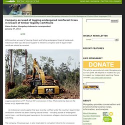 Company accused of logging endangered rainforest trees in breach of timber legality certificate