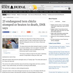 25 endangered tern chicks stomped or beaten to death, DNR says