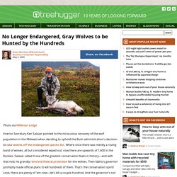 No Longer Endangered, Gray Wolves to be Hunted by the Hundreds