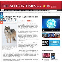 Endangered wolf leaving Brookfield Zoo to enter the wild