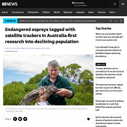 Endangered ospreys tagged with satellite trackers in Australia-first research into declining population - ABC News