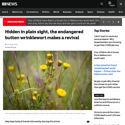 Hidden in plain sight, the endangered button wrinklewort makes a revival