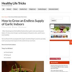 How to Grow an Endless Supply of Garlic Indoors