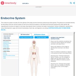 Endocrine System: Discover the Anatomy and Function of Glands