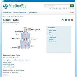 Endocrine System: MedlinePlus