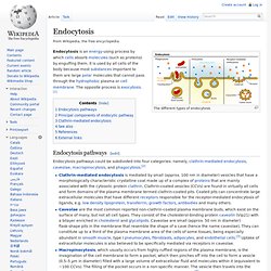 Endocytosis