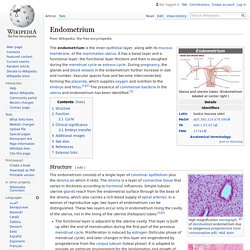 Endometrium - Wikipedia