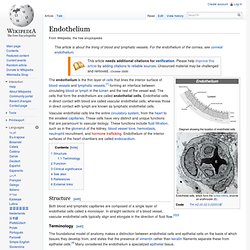 Endothelium