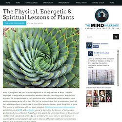 The Physical, Energetic & Spiritual Lessons of Plants