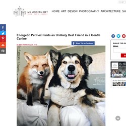 Energetic Pet Fox Finds an Unlikely Best Friend in a Gentle Canine