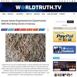 Human Genes Engineered Into Experimental GMO Rice Being Grown in Kansas