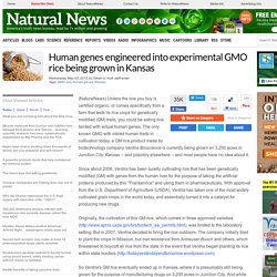 Human genes engineered into experimental GMO rice being grown in Kansas