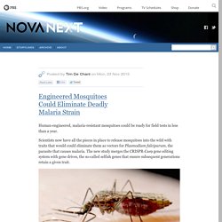 Engineered Mosquitoes Could Eliminate Deadly Malaria Strain — NOVA Next