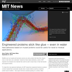 Engineered proteins stick like glue — even in water
