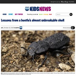 Engineers study strong shell of diabolical ironclad beetle