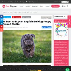 Its Best to Buy an English Bulldog Puppy From A Shelter