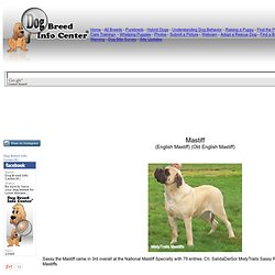 English Mastiff Information, Old English Mastiff, Mastiff