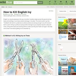 4 Tips on How to Kill English Ivy
