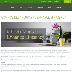 6 Office Desk Floras to Enhance Efficiency