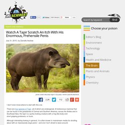 Watch A Tapir Scratch An Itch With His Enormous, Prehensile Penis