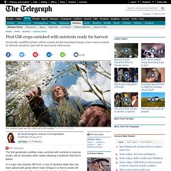 THE TELEGRAPH 05/08/14 First GM crops enriched with nutrients ready for harvest Genetically modified plants which contain health boosting Omega-3 have been created by British scientists and will be harvested with weeks