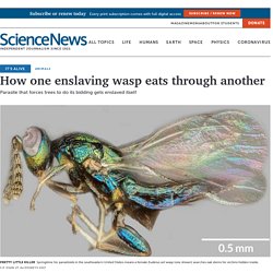 How one enslaving wasp eats through another