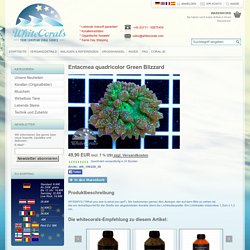 Entacmea quadricolor Green Blizzard - online kaufen