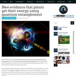 New evidence that plants get their energy using quantum entanglement