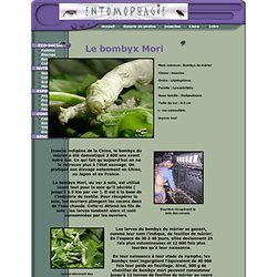 entomophagie : Le bombyx du mûrier